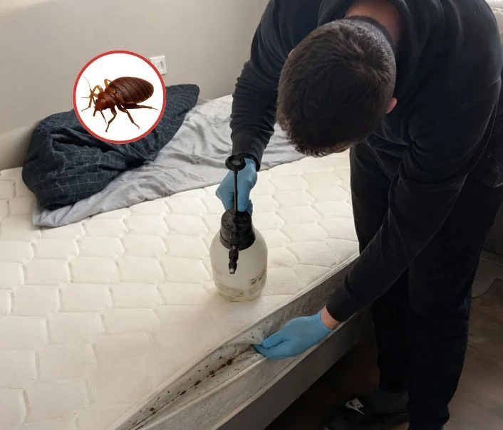 Technicien traitant un matelas contre les punaises de lit à Saint-Martin-de-Bréthencourt